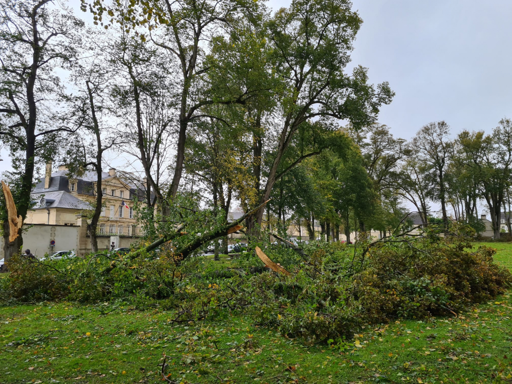 Dans la cité bajocasse, de nombreux arbres ont été couchés par le passage de la tempête Ciaran.