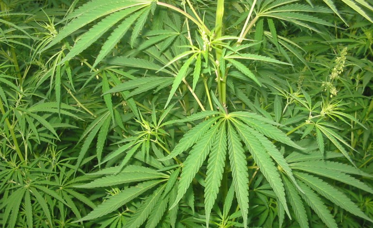 Rouen : il cultivait des plants de cannabis à son domicile