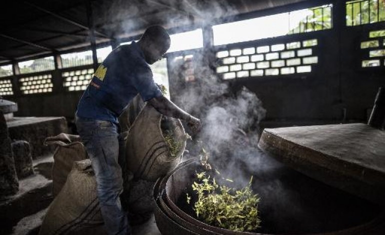 Moroni (AFP). La fleur d'ylang ylang, or des Comores et reine des parfumeurs
