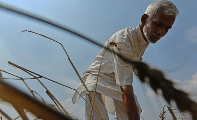 Kanjhawala (Inde) (AFP). Inde: le puissant lobby des agriculteurs remonté contre Modi