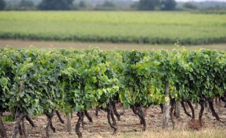 Paris (AFP). La Chine, 2e vignoble mondial, mais encore 8e producteur de vin