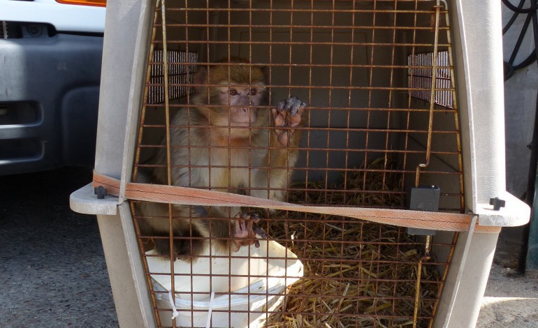 Un singe retrouvé à Caudebec-lès-Elbeuf et emmené aux Pays-Bas