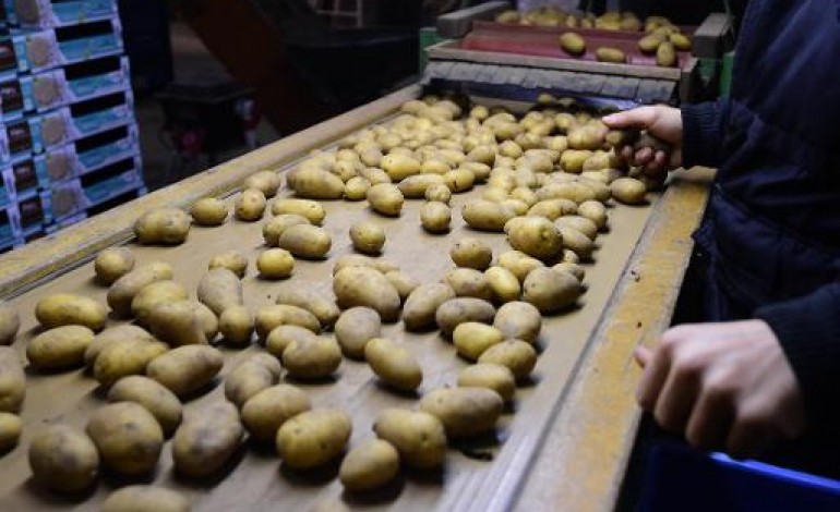 Den Hoorn (Pays-Bas) (AFP). Aux Pays-Bas, des patates au sel contre la faim dans le monde