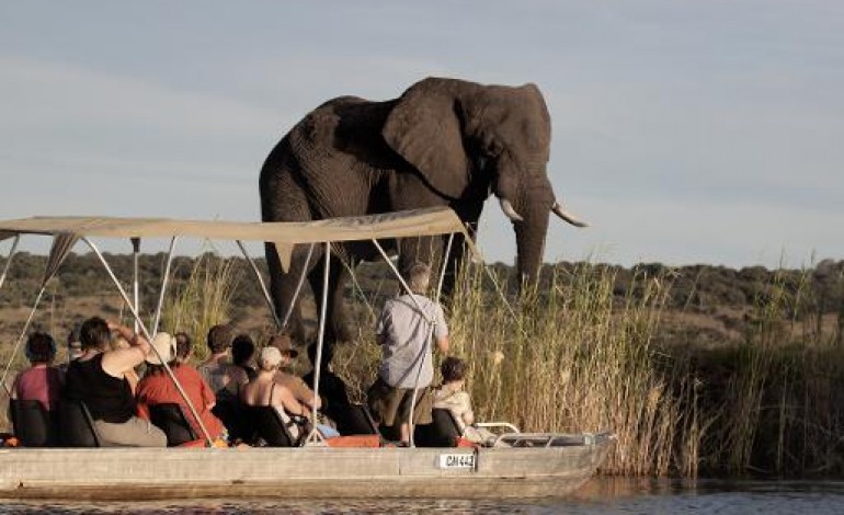 Mabele (Botswana) (AFP). Les éléphants du Botswana, ressource pour les uns, nuisance pour les autres