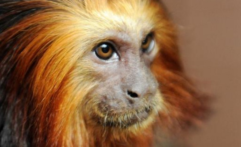 Saint-Aignan-sur-Cher (France) (AFP). Dix-sept singes volés dans un zoo: Une opération planifiée