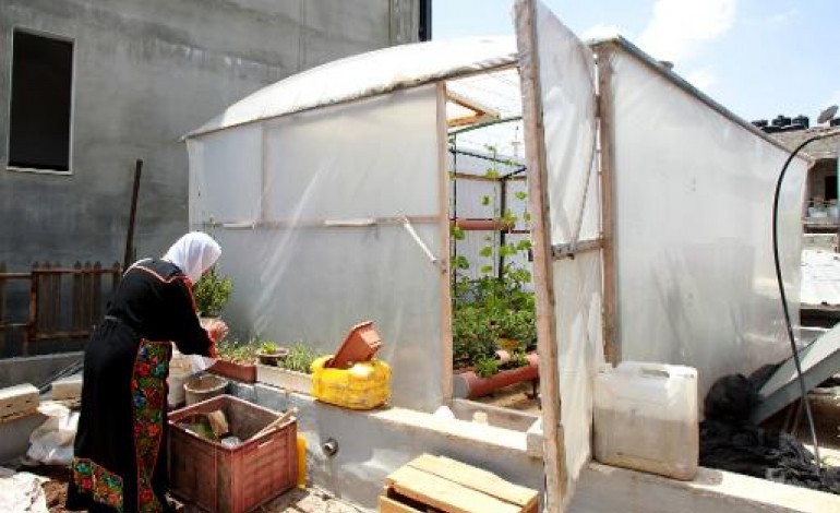 Bethléem (Territoires palestiniens) (AFP). Des réfugiés palestiniens cultivent sur les toits pour ne pas oublier leurs terres