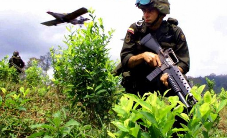 Bogota (AFP). Sans glyphosate, la Colombie doit trouver une alternative à la lutte anti-drogue