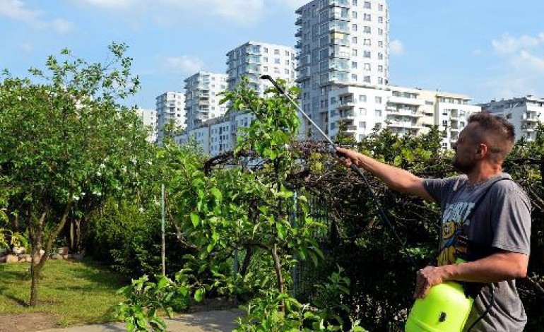 Varsovie (AFP). A Varsovie, les jardins familiaux résistent aux promoteurs immobiliers 