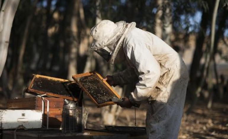 Pretoria (AFP). Les abeilles sud-africaines à leur tour menacées de disparition