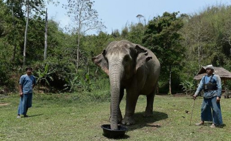 Chiang Saen (Thaïlande) (AFP). Du café extrait de bouses d'éléphants thaïlandais vendu à prix d'or