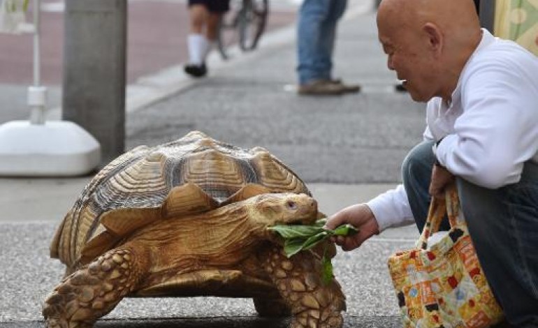 Tokyo (AFP). Le croque-mort et la tortue, une fable urbaine tokyoïte