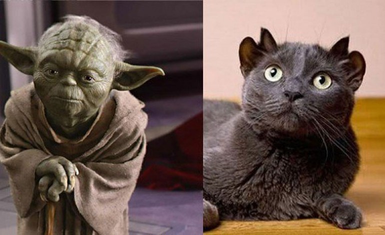 Qui est Yoda le chat aux quatre oreilles ? 