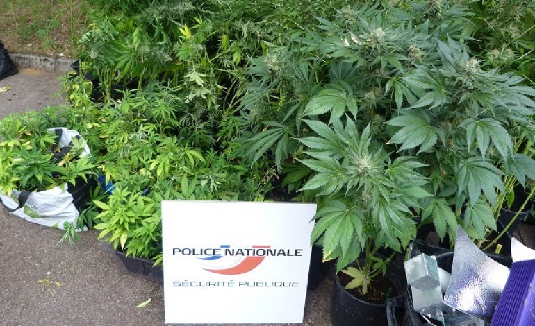Rouen : ils cultivaient des kilos de cannabis dans leur cave