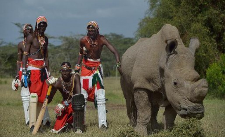 Nairobi (AFP). Kenya: un tournoi de cricket pour une espèce de rhinocéros vouée à disparaître