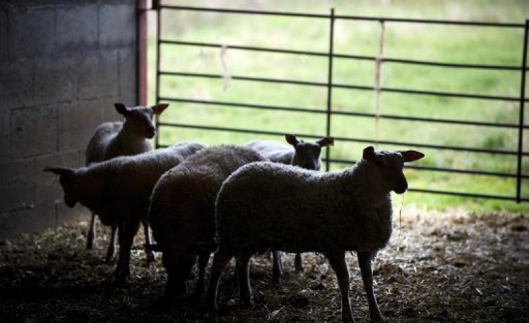 Paris (AFP). Dysfonctionnements à l'Inra: un agneau-méduse se retrouve dans la chaîne alimentaire, selon Le Parisien