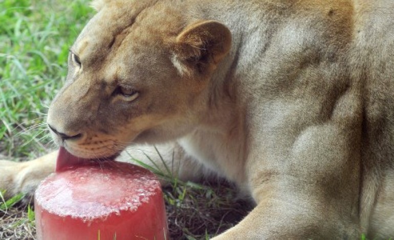 Insolite : des glaces au sang pour les félins afin de lutter contre la chaleur au zoo de Jurques