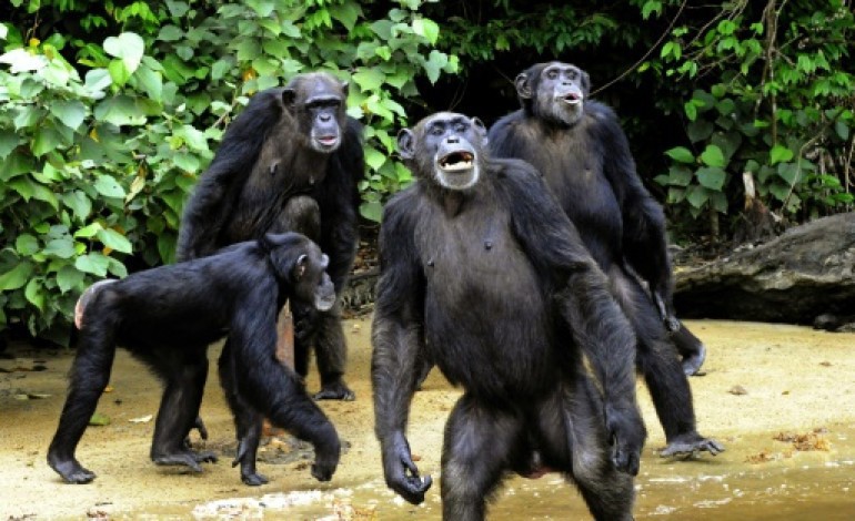 Monkey Island (Liberia) (AFP). L'île aux singes au Liberia, asile en danger