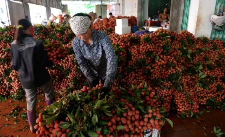 Bac Giang (Vietnam) (AFP). La guerre du litchi, révélatrice de la dépendance du Vietnam envers le marché chinois