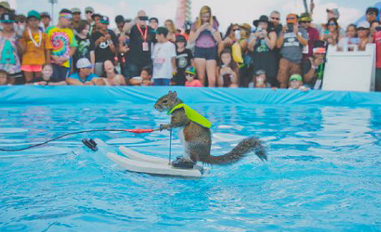 Quand un écureuil fait du ski nautique grâce à GoPro lors des X Game d'Austin 2015