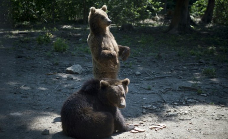 Zarnesti (Roumanie) (AFP). Un centre d'accueil des ours sauvés de la captivité au coeur des Carpates