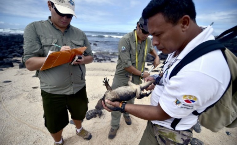 Santa Cruz (Equateur) (AFP). El Niño et le réchauffement climatique menacent les Galapagos
