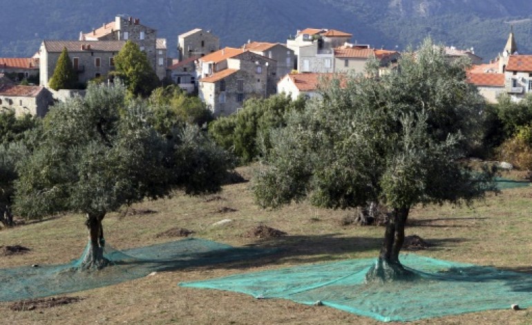 Paris (AFP). Fastidiosa, la bactérie tueuse d'olivier, identifiée en Corse du sud