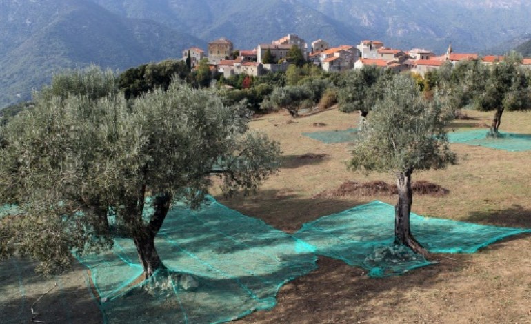 Ajaccio (AFP). Corse: inquiétudes après la découverte d'une bactérie tueuse de végétaux
