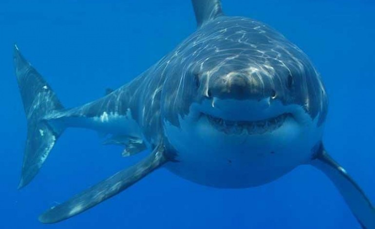 Non ! Il n’y a pas de requin blanc dans la Manche ni au large de Deauville