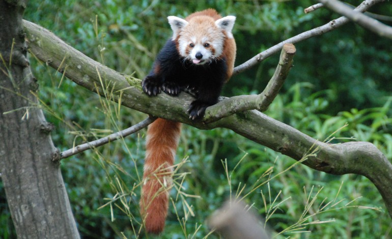 Packa et Poya, les deux pandas roux nouvelles stars du parc de Clères
