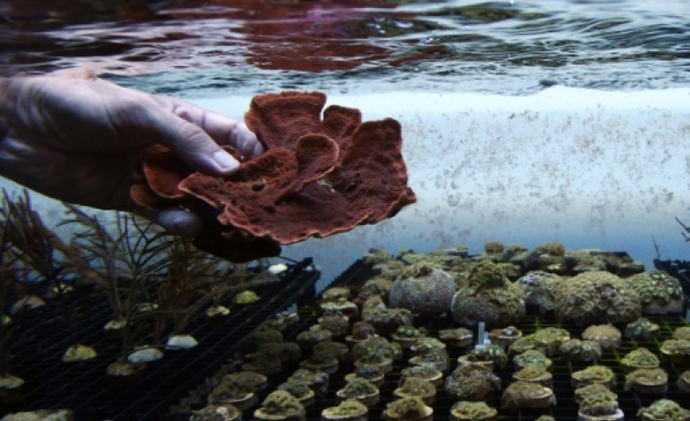 Marseille (AFP). Aquariophilie, recherche et biodiversité, le triple pari de la ferme de coraux 