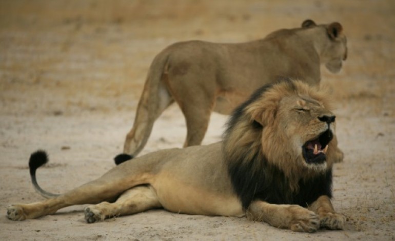 Johannesburg (AFP). Les grands chasseurs sur la défensive après la mort du lion Cecil