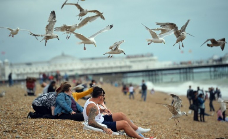 Brighton (Royaume-Uni) (AFP). Grande-Bretagne: les mouettes terrorisent habitants et vacanciers