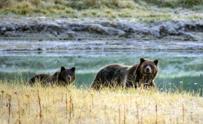 Los Angeles (AFP). Etats-Unis: la victime de grizzlis du parc Yellowstone a été identifiée