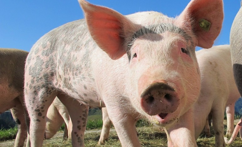 Crise du porc : pas pour les agriculteurs bios