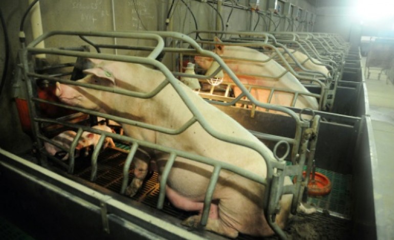 Rennes (AFP). Porcs: entre boycott de la cotation et ultimatum des éleveurs, la crise s'étend