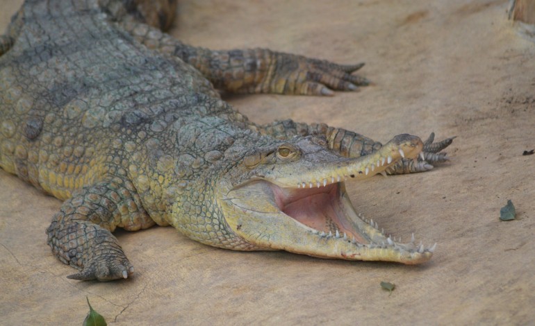 A Biotropica, des bébés crocodiles au secours d'une espèce menacée