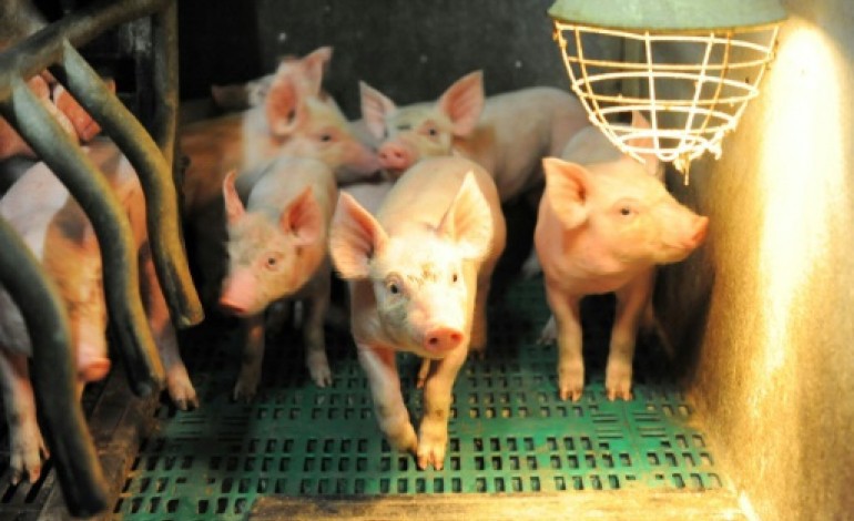 Rennes (AFP). Crise de la filière porcine: une semaine cruciale pour l'avenir