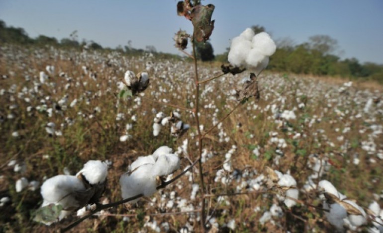 Paris (AFP). Syrie: les fabricants de vêtements commencent à se méfier du coton made in Daech
