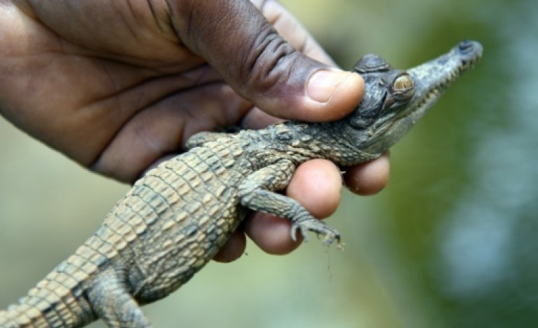 Abidjan (AFP). Au zoo d'Abidjan, une pouponnière pour des bébés crocodiles en danger