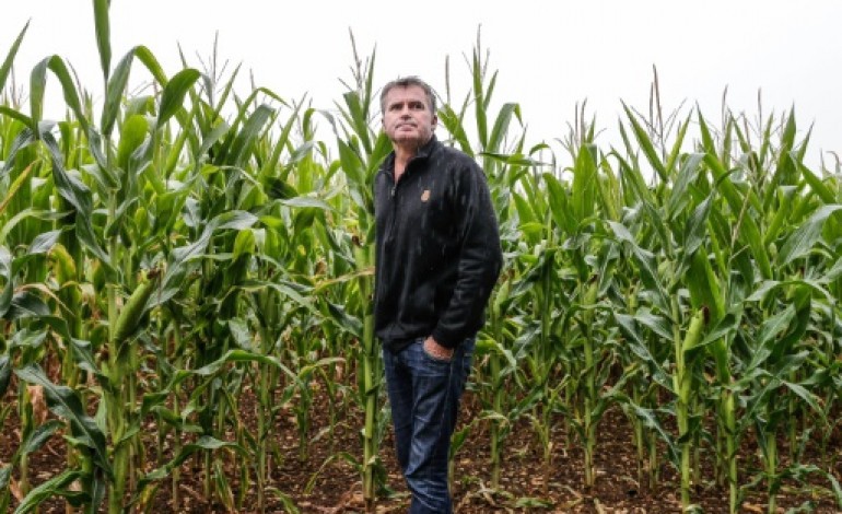 Bernac (France) (AFP). Paul François, fer de lance du combat contre Monsanto mais pas icône écolo