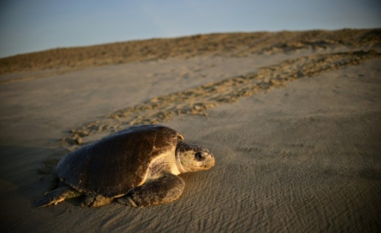 San Pedro Huamelula (Mexique) (AFP). Mexique: des militaires et des drones pour protéger les oeufs de tortues