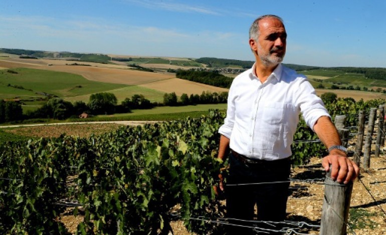 Urville (France) (AFP). Les vendanges en Champagne des cépages oubliés