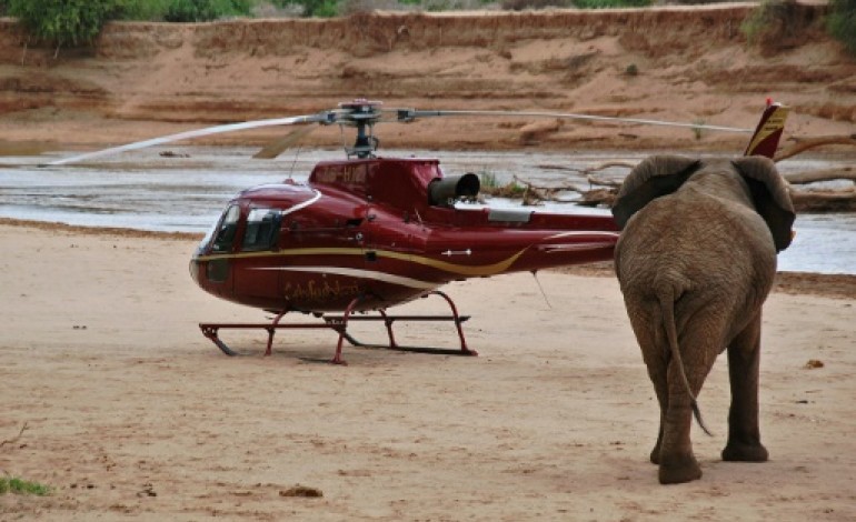 Samburu (Kenya) (AFP). La technologie au secours des éléphants d'Afrique 