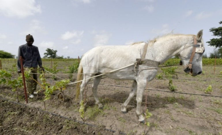 NGUEKHOKH (Sénégal) (AFP). Le premier vin produit au Sénégal prend corps à l'ombre de baobabs