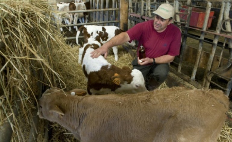 Chaméane (France) (AFP). L'aromathérapie est dans le pré, pour le bien-être des bêtes et des éleveurs