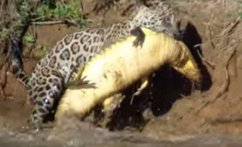 Un jaguar chasse comme proie un caïman, au Brésil. 