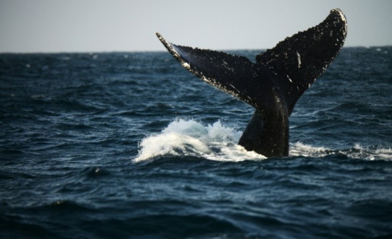 Vancouver (AFP). Canada: cinq morts et un disparu dans le naufrage d'un bateau d'observation des baleines