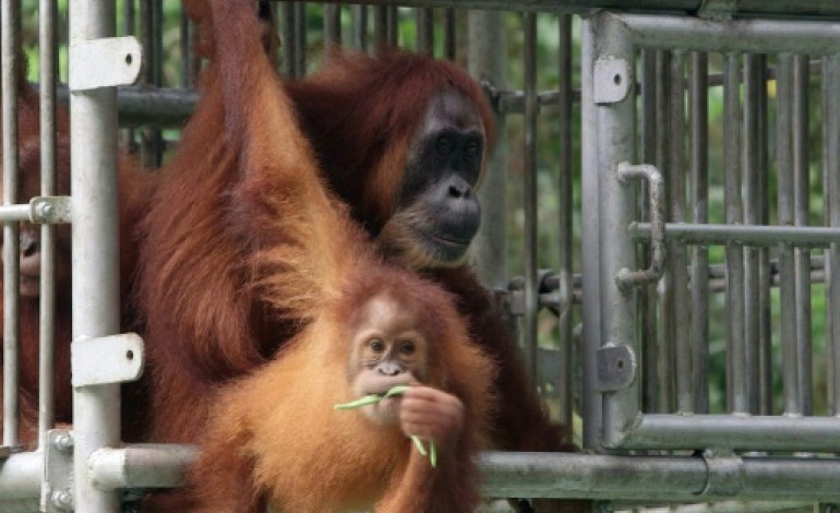 Palangkaraya (Indonésie) (AFP). Indonésie: des orangs-outans affamés et malades fuient les feux de forêts