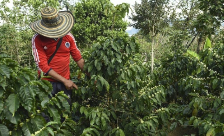 El Tambo (Colombie) (AFP). Colombie: la sécheresse menace l'un des meilleurs cafés du monde