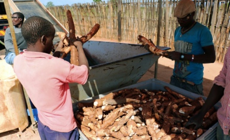 Maputo (AFP). Le Mozambique relève le défi de la bière au manioc 